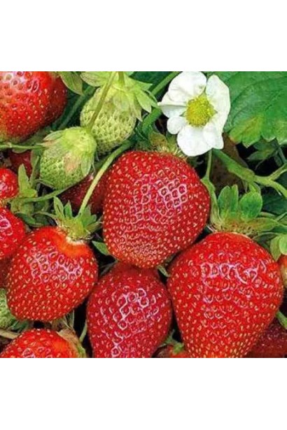 Великоплідна полуниця Fragaria ananassa Cabrillo